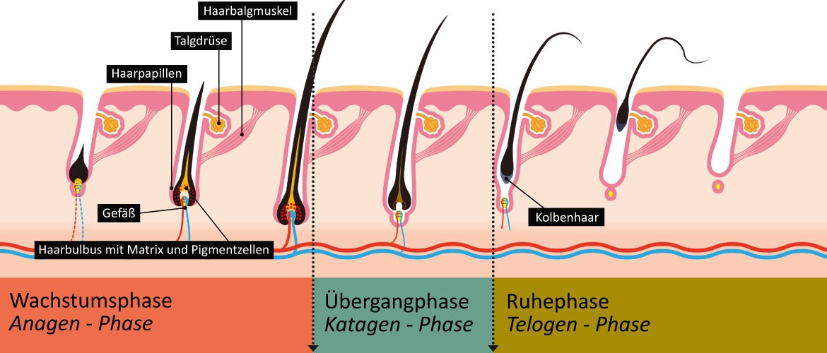 Die Phasen des Haarzyklus im Detail  Haarausfallen.de